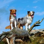 Australian Shepherd is one of the most beloved dog breeds in the world! Australian Shepherd