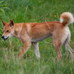 Are they the oldest dog breed in the world?