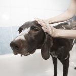 Simple Tricks and Tips How to Bathe Your Dog Easier and Faster Bathe dog