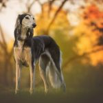 Saluki / Persian hound one of the world’s fastest dog saluki-dog-breed