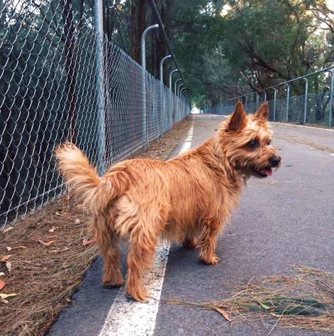 Australian Terrier