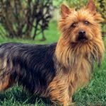 Australian Terrier australian terrier