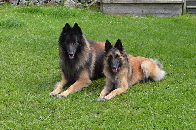 Belgian Shepherd