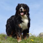 Bernese Mountain Dog is the quietest dog in the world! Bernese Mountain Dog