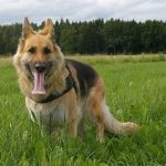 Dogs Can Detect COVID-19 Symptoms german shepherd