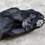 Perfect Way to Clean Your Dog’s Dirty Paws