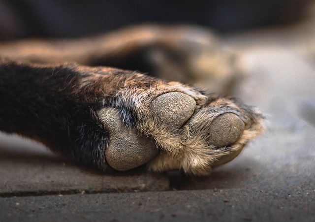  Clean Dogs Paws