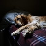 Heart Disease in Dogs Depression in Dogs
