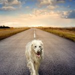 How to Protect Your Dog From Summer Heat