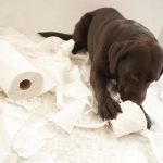 5 Signs That Your Dog Needs To Go To The Toilet! Dog Diarrhea