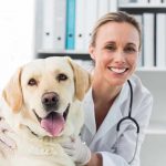 Is Your Dog Afraid of the Vet? Read This What to Do Dog Afraid Vet