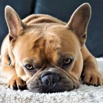 15 Tips From French Bulldog Owners