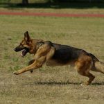 How Recognize The Symptoms of Elbow and Hip Dysplasia in Dogs german shepherd