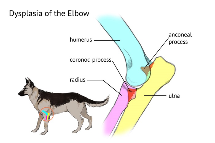 Symptoms Elbow Dysplasia dog