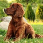 The Faithful Dog : Irish setter irish setter