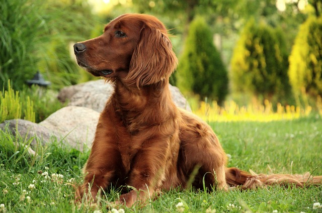 Best Dog Breeds kids