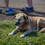 This is the first country in the world to have no stray dogs! stray dogs