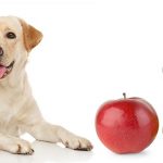 Apple Cider Vinegar a Powerful Antioxidant for Your Dog Apple cider vinegar dog