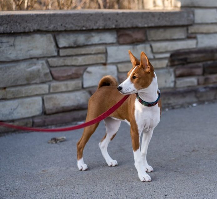 Unique Basenji Small Apartments for Large Space