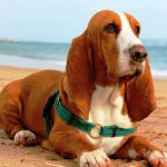 Basset Hound Basset Hound