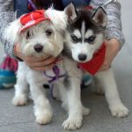 Top 15 Best Dog Breeds for Kids Best Dog Breeds kids