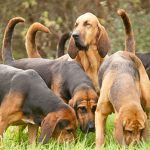 Top 12 Dog Breeds with a Great Sense of Smell Dog sense smell