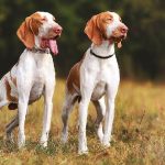 Bracco Italiano Bracco Italiano