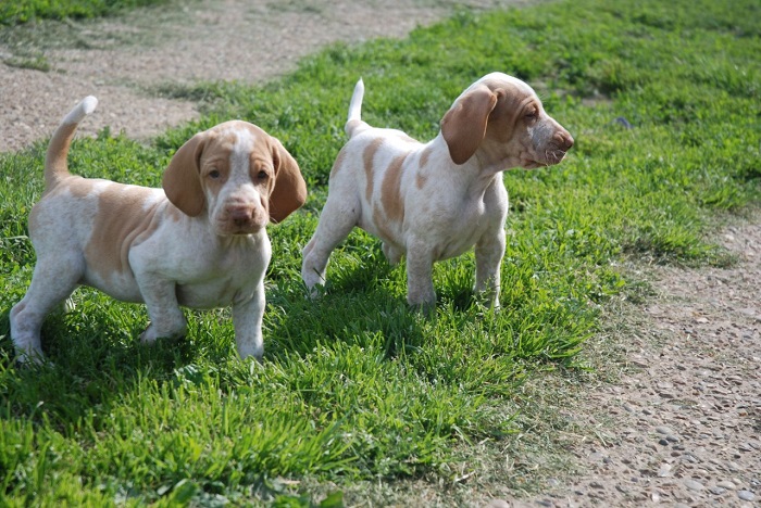 Bracco Italiano puppies