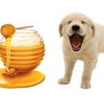 Can dogs eat honey? Can dogs eat honey