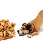 Can dogs eat peanuts? can dogs eat peanuts