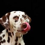 What is Hyperpigmentation in Dogs?