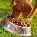 Best Dehydrated Dog Food Dehydrated Dog Food