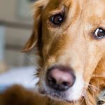 Ear Infections in Dogs Dog trembling