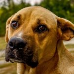 Fungal Infections in Dogs Fungal Infections in Dogs