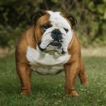 English Bulldog English Bulldog