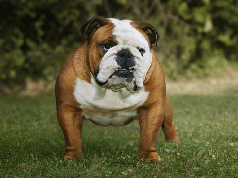 English Bulldog Dog Breed Information