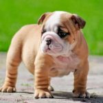Exclusive Interview About English Bulldog with Mr. Rahul Vashisth English Bulldog