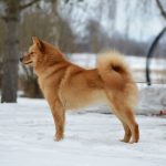 Finnish Spitz Finnish Spitz