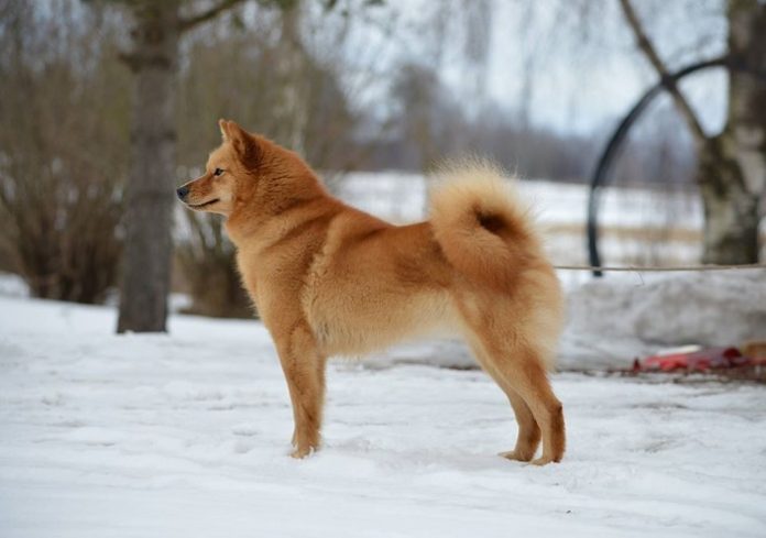 Finnish Spitz