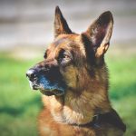 Top 10 Best Guard Dogs for Families and Home Best Guard Dogs