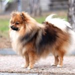 German Spitz German Spitz