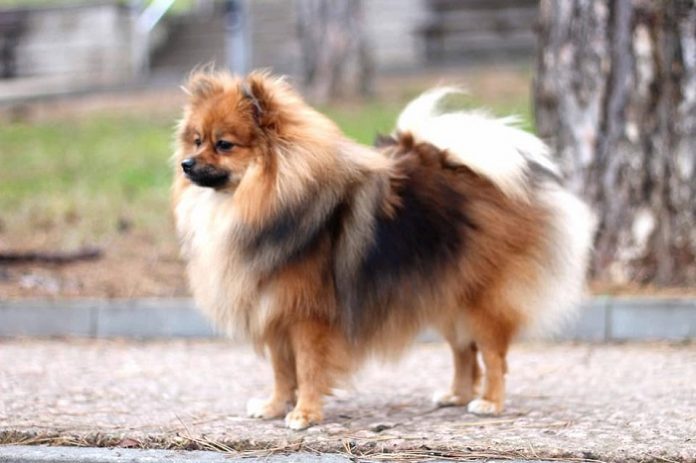 German Spitz