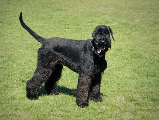 Longest Living Dogs breeds