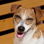 Six Strange Actions of Dogs and What They Mean Strange Dog Action