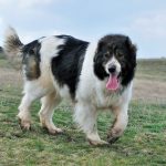 Karakachan Bulgarian Shepherd Dog Karakachan