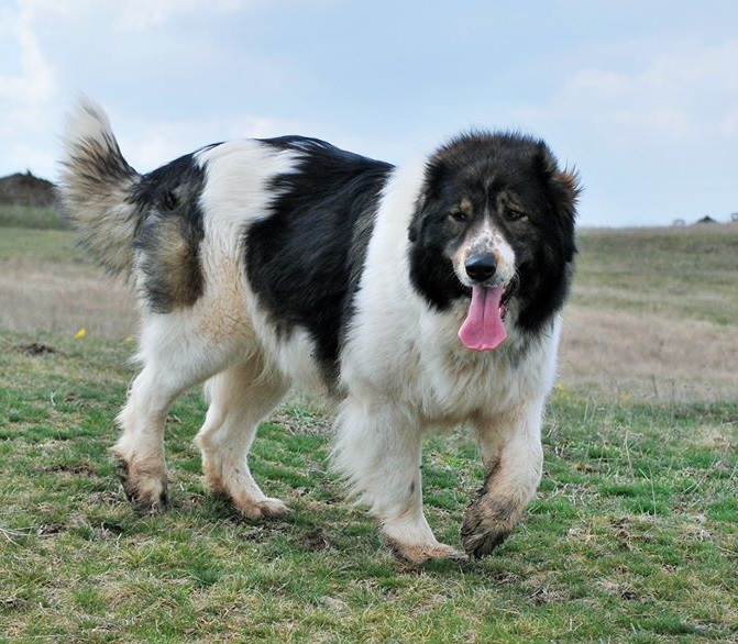 bulgarian shepherd dog for sale