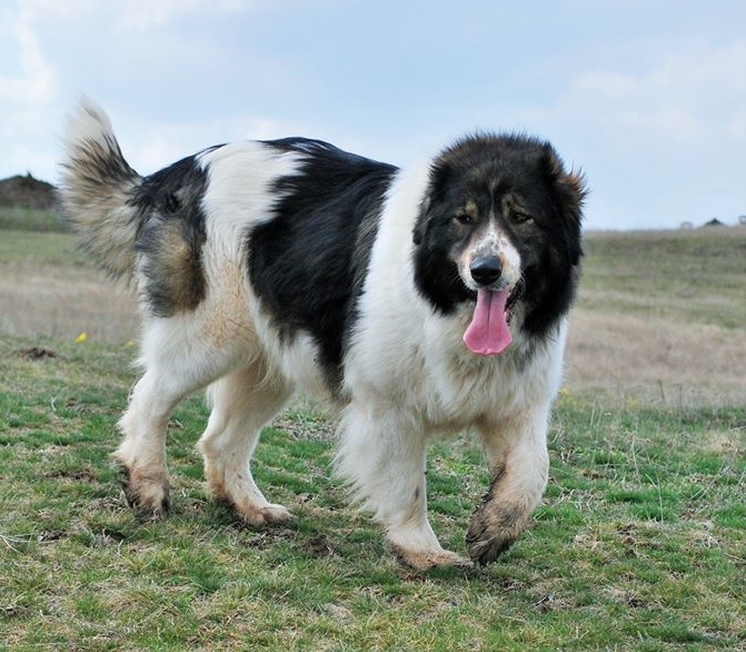 Can Karakachan Dog Be Black Can Karakachan Dog Be Black