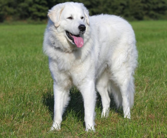 Kuvasz