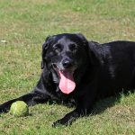 How to Train a Labrador Retriever Labradors Retriever