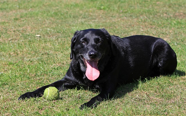 Labrador Retriever